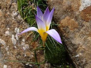 Crocus biflorus (Eng: Silvery crocus, Hr: šafran)