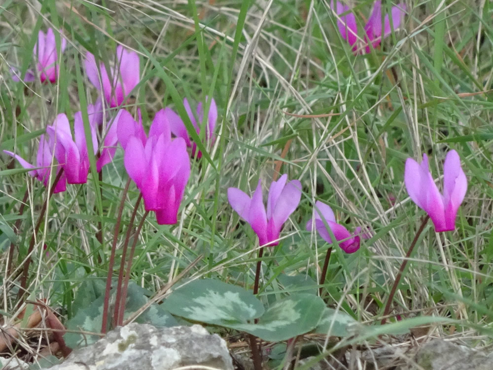 Cyclamen repandum