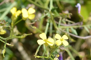 Diplotaxis tenuifolia (Eng: Perennial wall-rocket, Hr: Uskolisni dvoredac)
