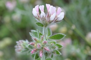 Dorycnium hirsutium (Eng: Hairy canary clover, Hr: Čupava bjeloglavica) Love the name!