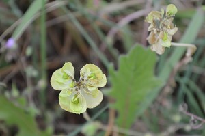 Euphorbia characias (Eng: Mediterranean spurge, Hr: Velika mlječika)