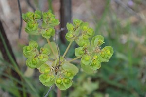 Euphorbia helioscopia (Eng: Spurge, Mlječika suncogled)