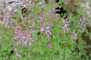 Fuminaria officinalis (Eng: Fumitory, Hr: Dimnjača)