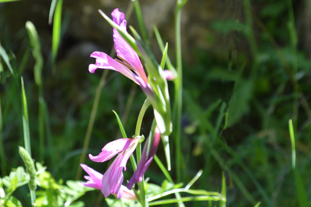 Gladiolus Illyricus