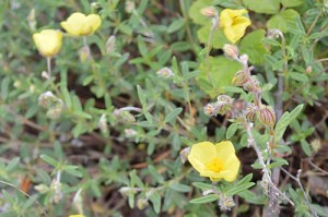 Helianthemum nummularium (Eng: Common rock-rose, Hr: Sunčanica)