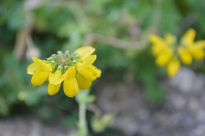 Hippocrepus comosa (Eng: Horseshoe vetch, Hr: unknown)