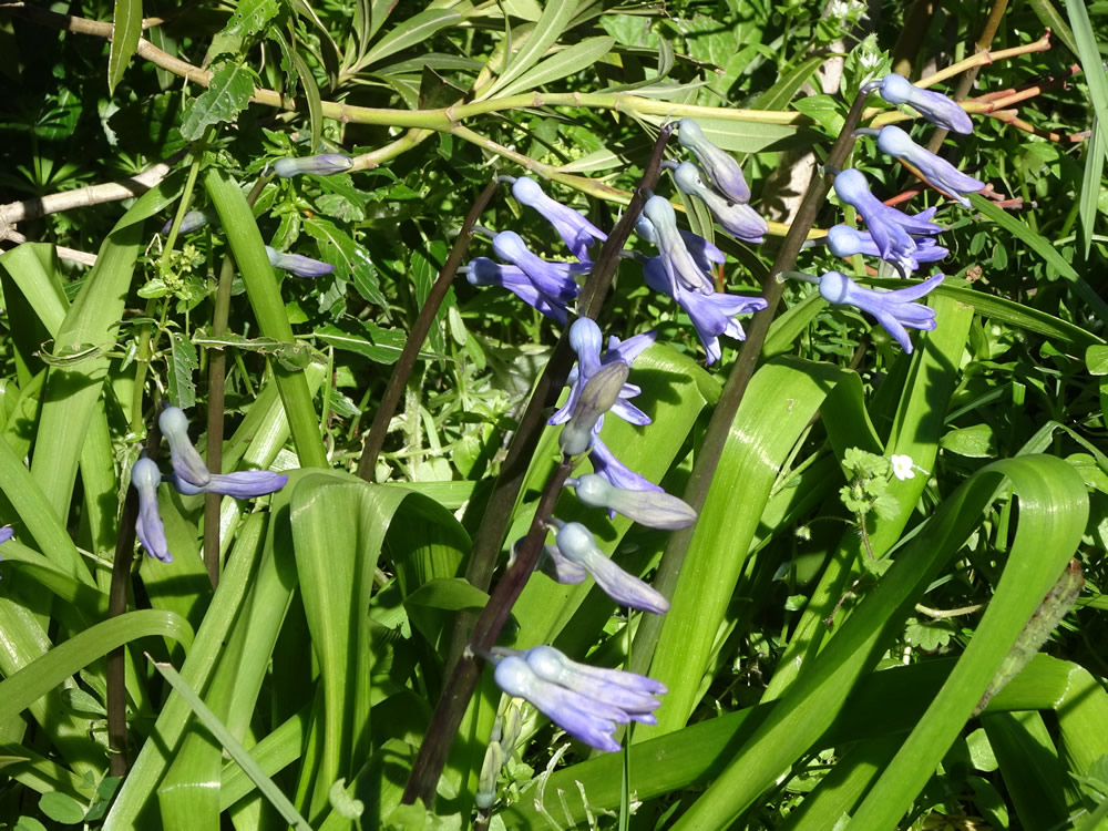 Hyacinth orientalis