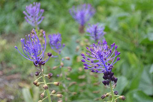 Tassel hyacinth