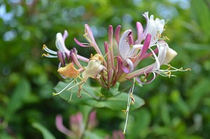 Lonicera implexa Aiton / caprifolium (Eng: Honeysuckle, Hr: Orlovi Nokti)