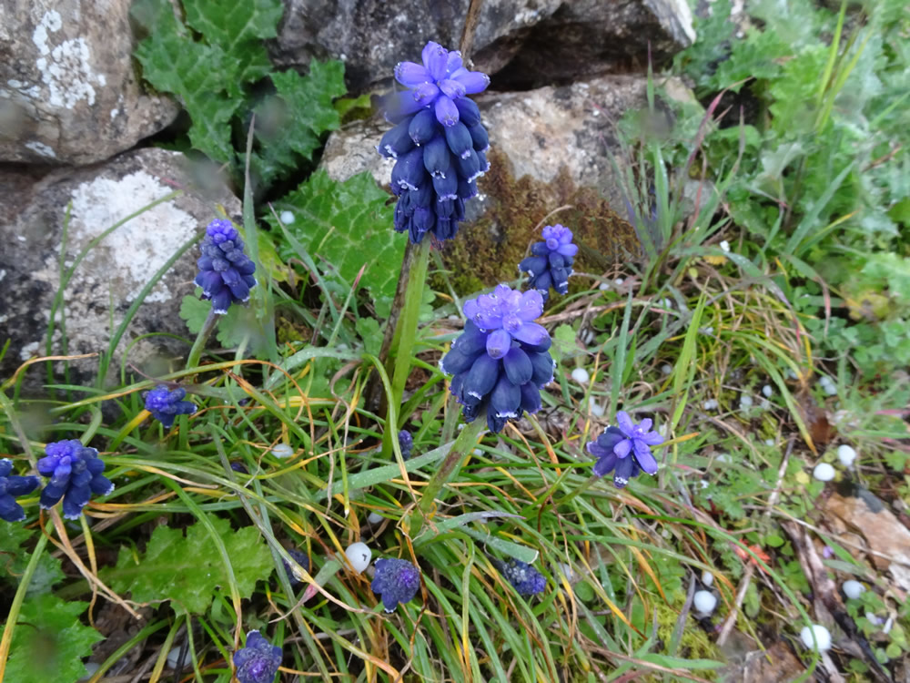 Muscari neglectum