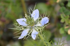 Nigella damascena (Eng: Love-in-a-mist, Hr: Crnjika)