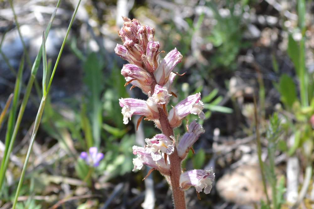 Orobanche alba