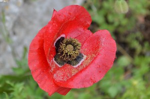 Papaver rhoeas (Eng: Poppy, Hr: Divlji mak) Common poppy, seen everywhere!