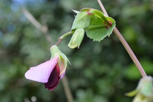 Pisum sativum (Eng: Pea, Hr: Grašak)