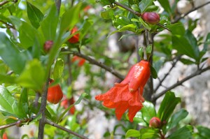 Punica granatum (Eng: Pomegranate, Hr: Nar)