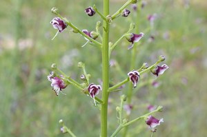 Scrophularia nodosa (Eng: Figwort, Hr: Čvorasti /Uskolisni strupnik)