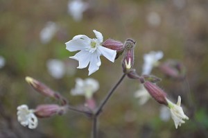 Silene latifolia (Eng: White campion, Hr: Pušina)
