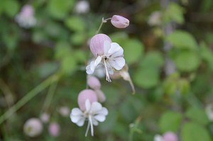 Silene vulgaris (Eng: Bladder campion, Hr: Pušina)