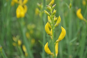 Spartium junceum (Eng: Spanish broom, Hr: Brnistra)