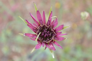 Tragopogon porrifolius (Eng: Purple or common salsify, Hr: Lukasta kozja brada)