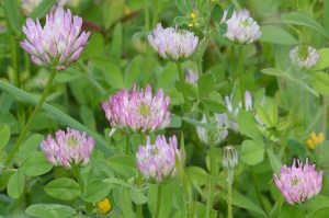 Trifolium (Eng: Clover, Hr: Djetelina)