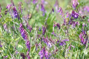 Vicia villosa Roth (Eng: Hairy vetch, Hr: Vlasastodlakava grahorica)