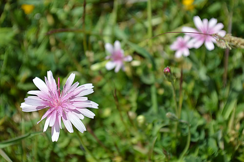 Unidentified pink flowers at Asseria