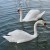 Famous Skradin swans