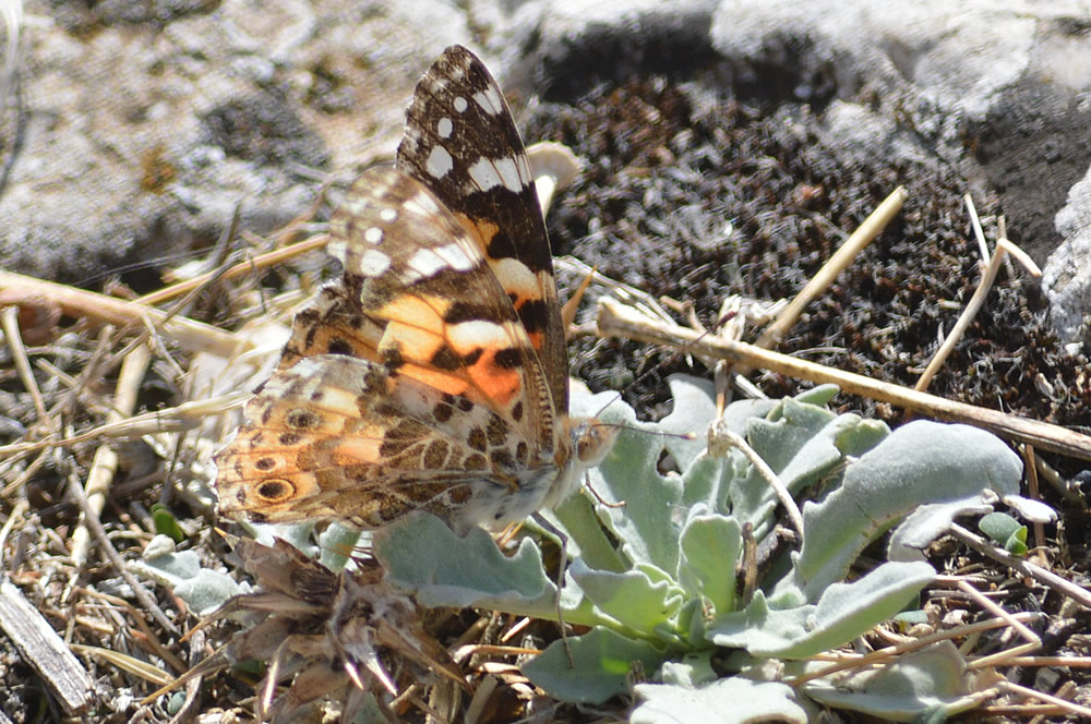 Red admiral underside