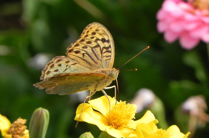 Cardinal in Stari Grad