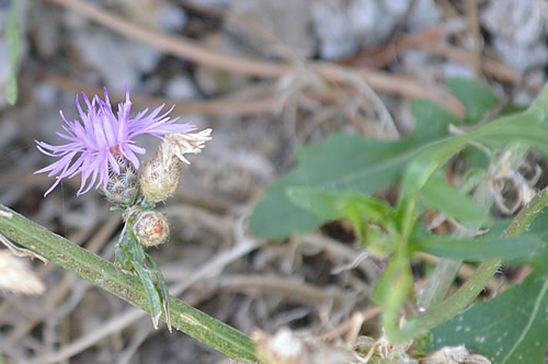 Centaurea glaberrima Tausch
