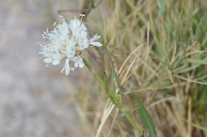 Cephalaria leucantha