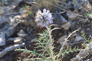 Echinops ritro