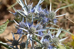 Eryngium amethystinum