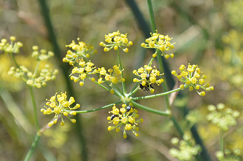 Foeniculum vulgare