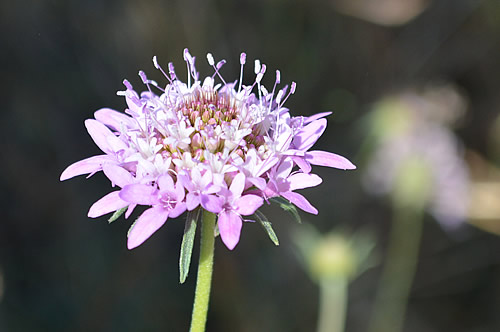 Knautia arvenensis