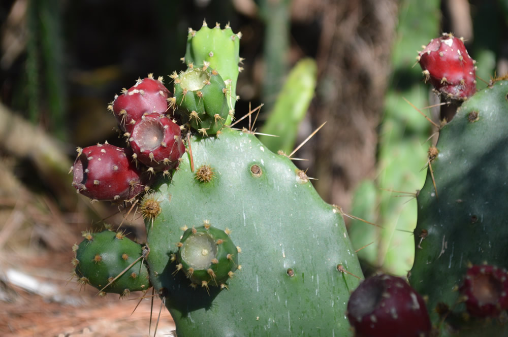 Opuntia - prickly pear