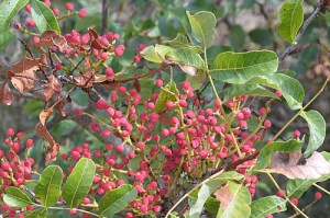 Pistacia terebinthus