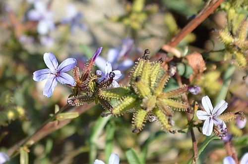 Plumbago europaea