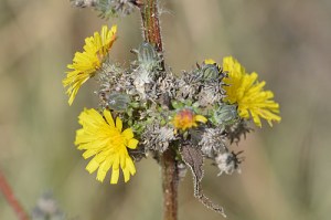 Sonchus asper