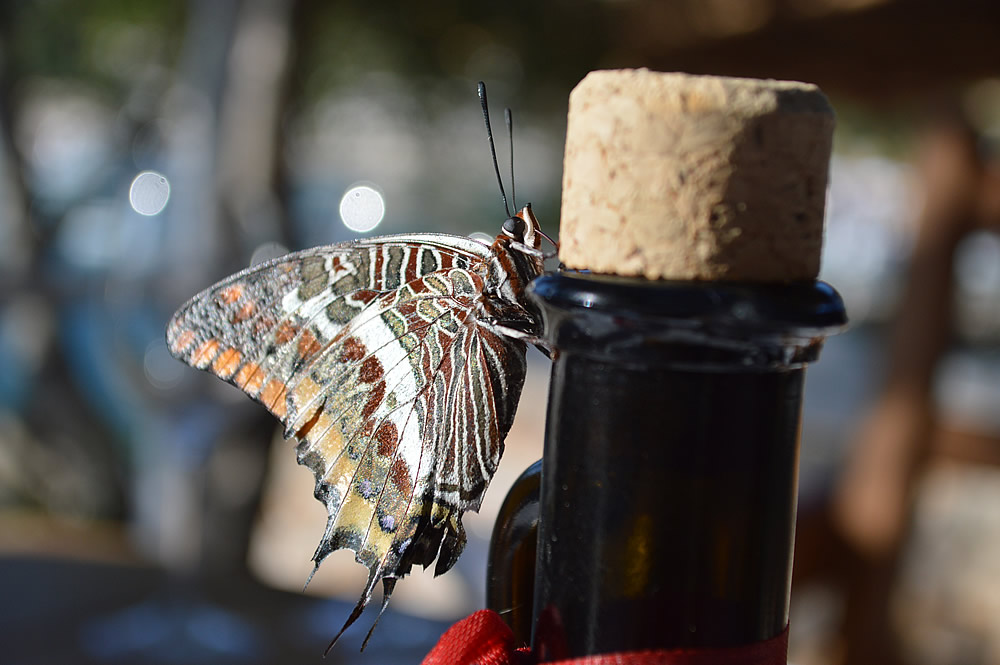 Two-tailed pasha underside
