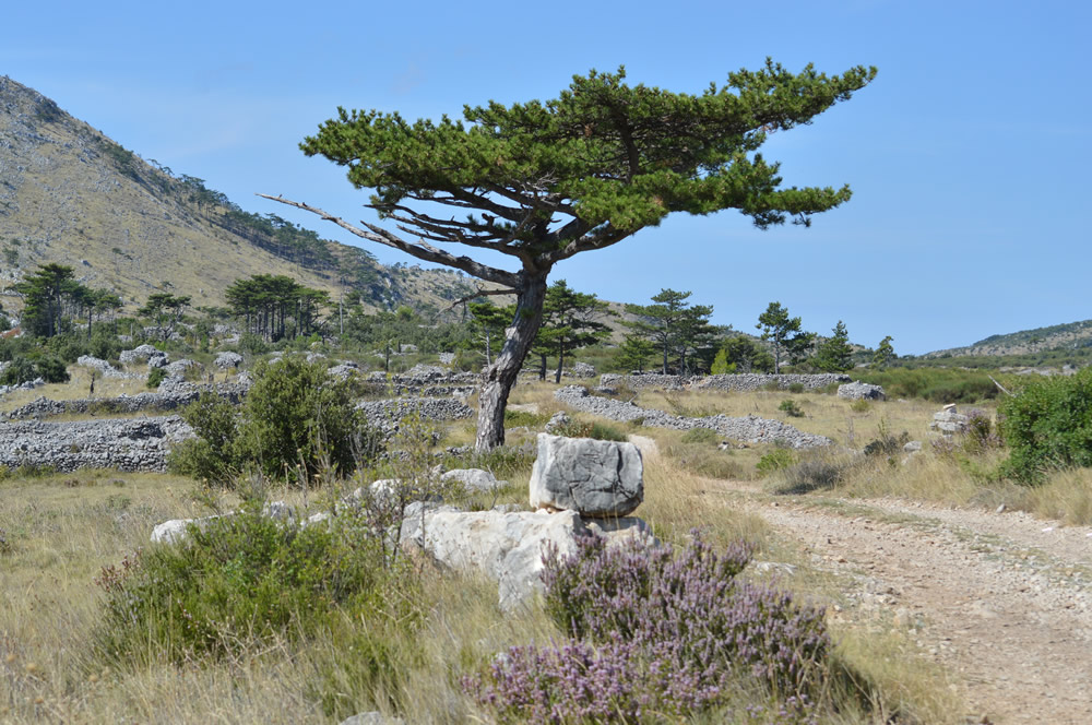 Black pine and heather on Vorh