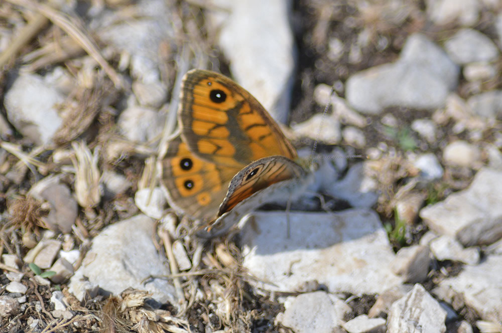 Wall brown