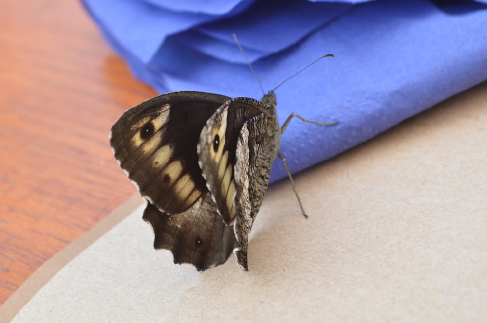 Woodland Grayling - glimpse of upper side