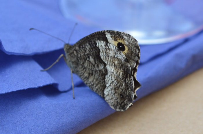 Hipparchia fagi - Woodland Grayling ~ Bukvin sivac