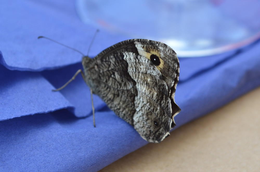 Hipparchia fagi - Woodland Grayling ~ Bukvin sivac