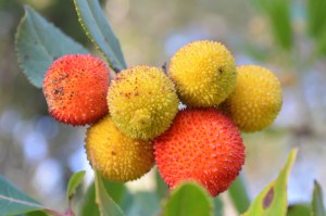Arbutus