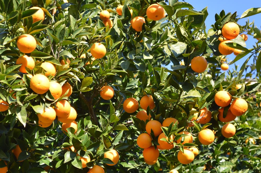 Citrus sinensis