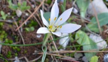 Crocus biflorus