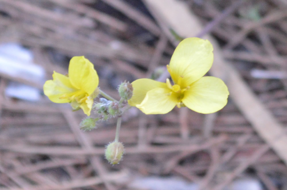 Diplotaxis Tenuifolium